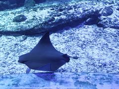 -海合安武汉极地海洋公园