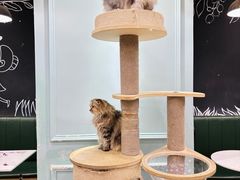 -安格丽娜·狗咖·猫咖羊驼咖(春熙路百盛商场店)