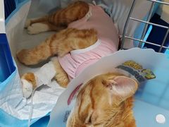 -达爱动物医院·犬猫分区·CT·复杂眼科(远洋山水分院)