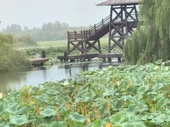 -微山湖红荷湿地景区