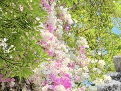-莲花山公园