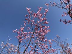 -江西龙虎山景区