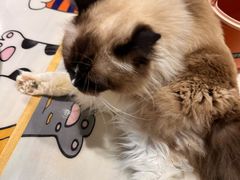 -藏猫猫咖啡主题馆(中央大道店)