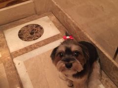 -Oh My Dog宠物沙龙(伊珊娜皮毛护理店)