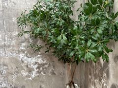 -VOYAGE COFFEE(北锣鼓巷店)