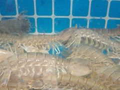 -兴隆海鲜菜馆