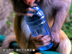 -黔灵山公园