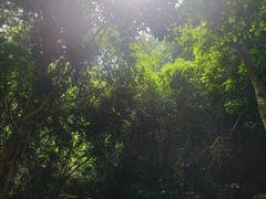 -亚龙湾热带天堂森林公园