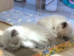 -屋虎猫馆(宝安大仟里店)