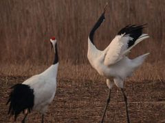 -盐城丹顶鹤湿地生态旅游区