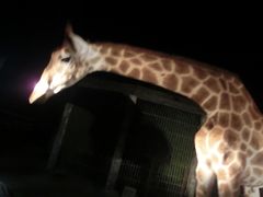 -清迈夜间动物园
