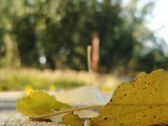 -永定河休闲森林公园