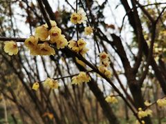 -三圣花乡旅游区