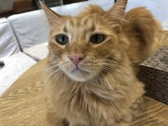 -藏猫猫咖啡主题馆(中央大道店)