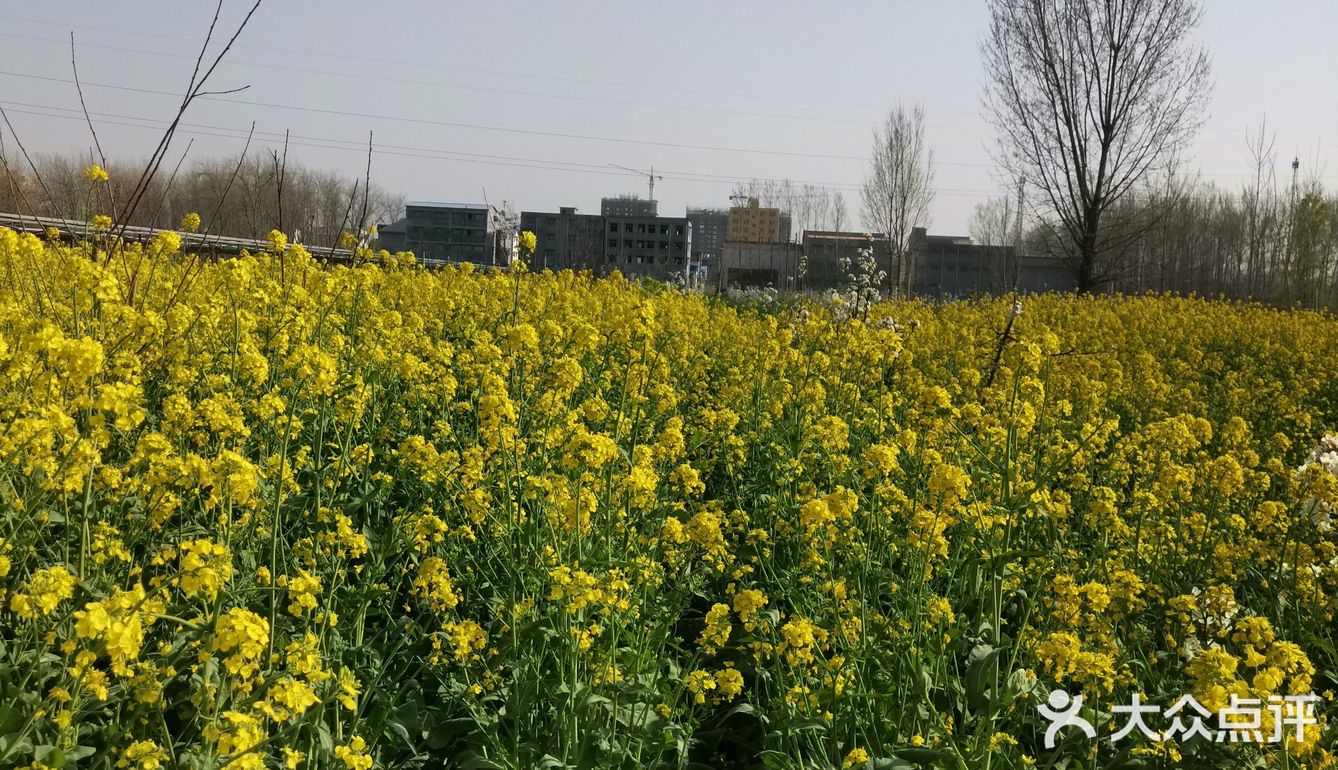 淌洋在油菜花地旁，一阵小风吹来，香气扑鼻