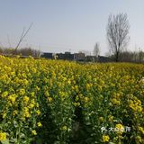 淌洋在油菜花地旁，一阵小风吹来，香气扑鼻