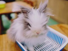 -藦茜花园宠物主题亲子互动体验馆(国顺东路店)