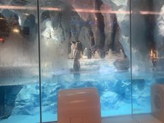 -帝企鹅自助餐厅•儿童岛•真企鹅(长隆企鹅酒店)