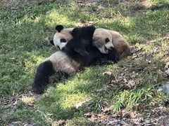-都江堰中华大熊猫苑