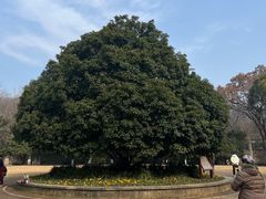 -灵谷景区