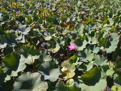 -羊亭河湿地公园