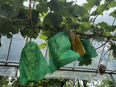 -马陆小张葡萄园农家乐