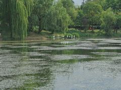 -两河城市森林公园