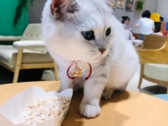 -藏猫猫咖啡主题馆(中央大道店)