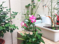 -龙大花卉苗木市场