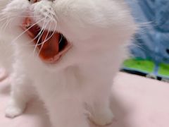 -艾贝尔宠物诊疗