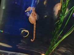 -香港海洋公园