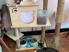 -猫爪屋猫咖(乐汇城店)