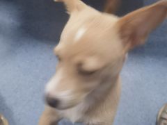 -顺强宠物诊所·狂犬免疫·夜诊·骨科(嘉定店)