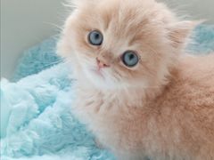 -麒麟缅因猫舍·十五年缅因猫选购中心