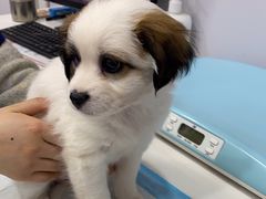 -天使宠物医院·犬猫分诊(彩虹店)