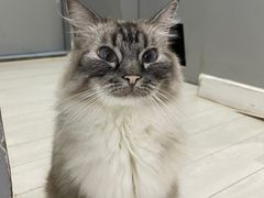 -喵的天空名猫咖啡馆·撸猫·猫舍·用品