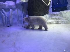 -芜湖新华联大白鲸海洋公园