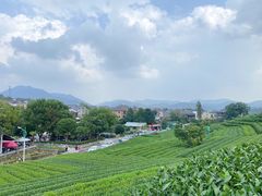 -龙坞茶村