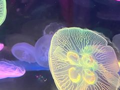 -太平洋海底世界