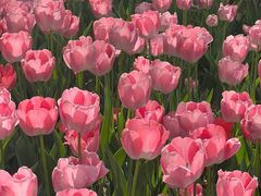 -洛阳郁金香牡丹园