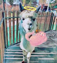 -萌宠亲子动物乐园(槐房万达店)