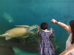 -广东惠东海龟国家级自然保护区