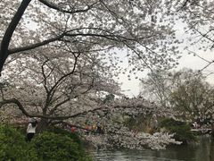 -西湖外事游船(花港观鱼码头)