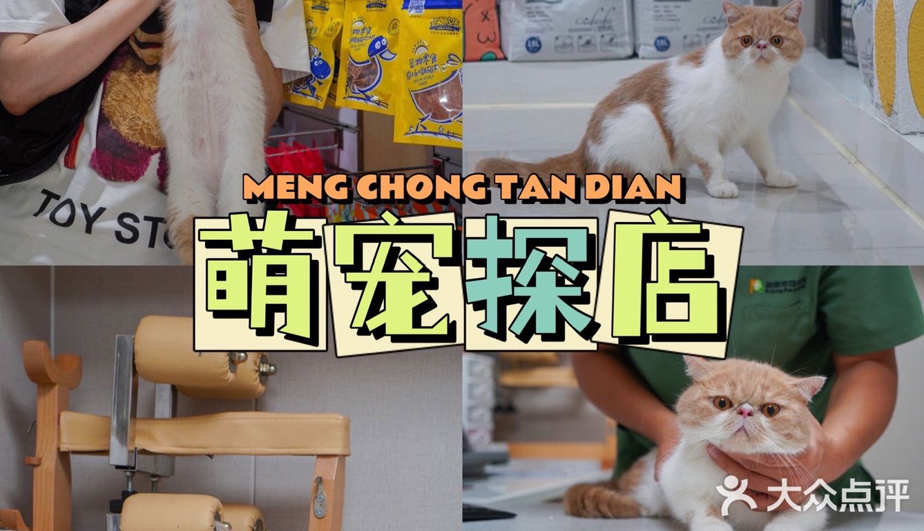 宇宙萌宠“甜茶🐱”日记｜办个VIP做宠物届顶流🚀