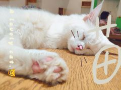 -藏猫猫咖啡主题馆(中央大道店)