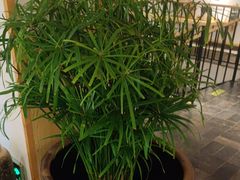 -瓦舍茶馆(聚源路店)