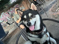 -柴犬高等学院·狗咖·柴犬售卖·宠物训练