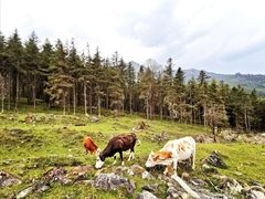 -硗碛藏寨·神木垒景区