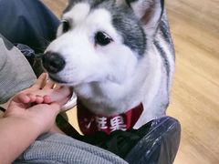-Husky Go! 哈士奇体验馆·宠物咖啡厅狗咖