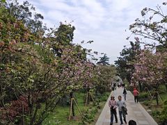 -南山植物园